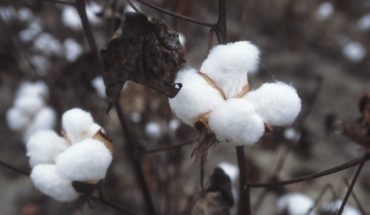 Cottonplant